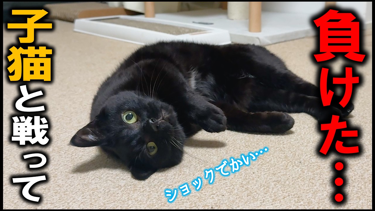 猫史上ケンカ最弱の黒猫みくり、子猫に負けた腹いせに最強猫の寝込みを襲う