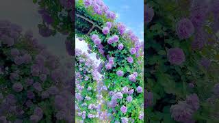 Alien Flowers Titles After Effects Template