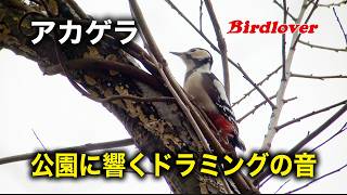 アカゲラ – 野鳥動画フィールドノート