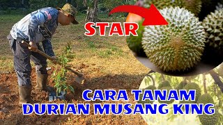 CARA TANAM BENIH DURIAN MUSANG KING | DURIAN MUSANG KING BERBUAH LEBAT DAN RASANYA TERBAIK | EP 72
