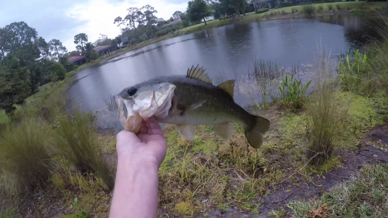 Bass fishing in pouring rain(Big bass)