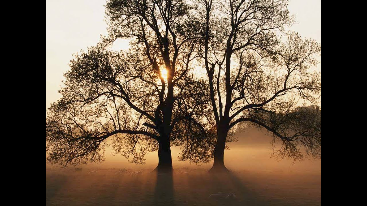 NOAH'S DOVE VS a RAVEN