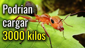 ¿Qué pasaría si tuvieras el tamaño de una hormiga?