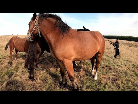Video: Hypoallergenic, Kesihatan Dan Jangka Hayat Baka Kuda Criollo Kolombia