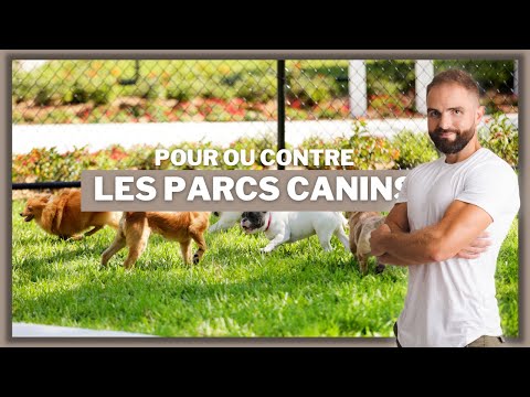 Vidéo: 5 risques pour la santé se cachent au parc de chien