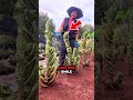 Twisted Cactus Paradise?! You Have to See This Garden #CactusQueen #GardenGoals #fyp #Amazing