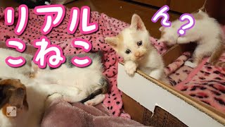 子猫がまだこねこのとき