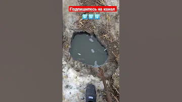 Ловля змееголова #shorts #shortsvideo #shortsyoutube #рыбалка #omg #sos #рыба #шок #fishing #угорь