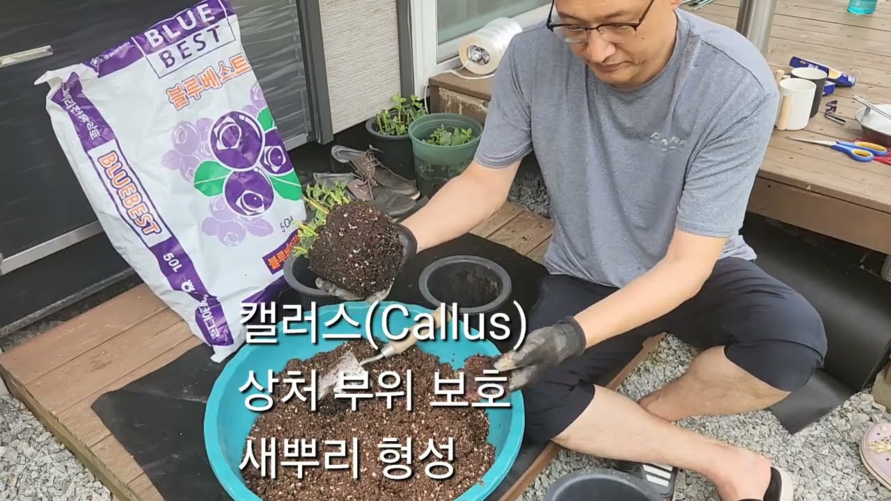 블루베리 1000평 만들기 프로젝트 10편 이식#블루베리삽목결과#메도우락삽목