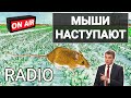 5 горячих экономических новостей, или Мыши наступают