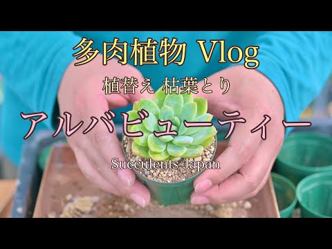 多肉植物Vlog] アルバビューティー鉢替え 2023.10 - YouTube