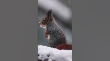 Did you know red squirrels have a winter fashion secret you’ve never noticed? #animals #nature