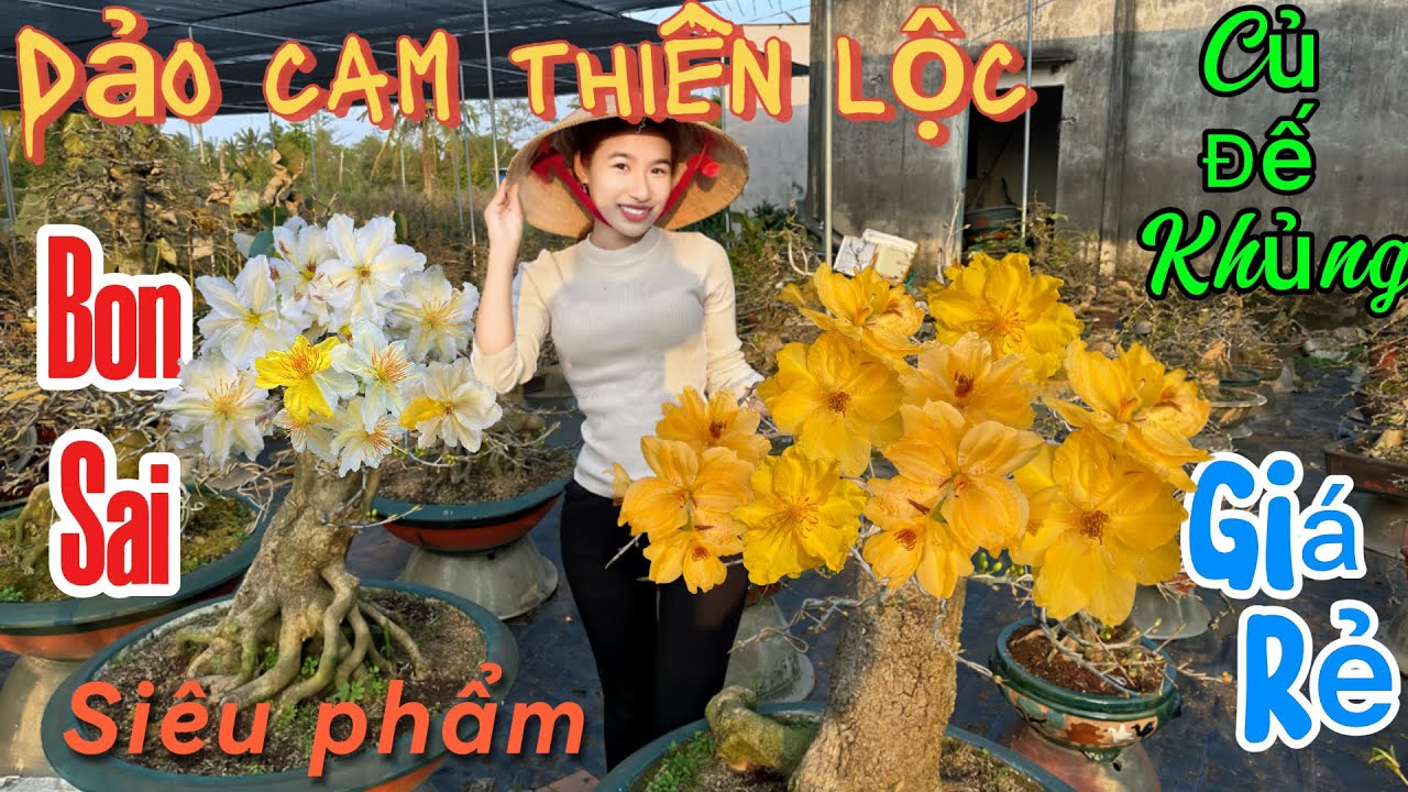 Bonsai củ đế khủng☎️📞0386.272.201 Én Nhi. Hàng boónai củ đế vip, giá rẻ, toàn giống mai mới 🌼📍
