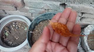 Kl1140 Am Main Live Aaugi