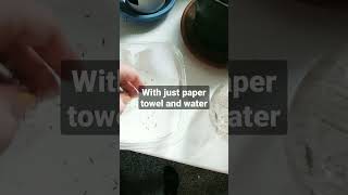 germinating dandelion seeds