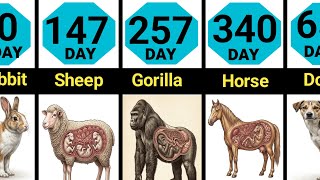 Animals & Human Pregnancy Period Comparison | Shortest to Longest 