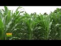 Tierra Fértil Tv- Alto rendimiento en la producción de maíz (26.08.23)