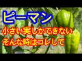 【ピーマン】猛暑日の中、だんだんと小さい実しか取れなくなってきたら、して欲しい作業を解説します。この時期を上手く乗り越えれば秋ピーマンが収穫できます。今が大事！！