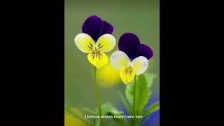 Wishes live by Coby Tom Conrad  Emi Fujita’s version original by Le Couple) with lyrics