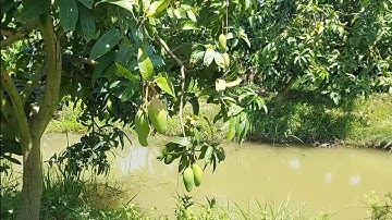 Lèo lùn 1m10 kéo lưới bắt tép , bắt cá và thành quả thật sự rất bất ngờ k tin vào mắt