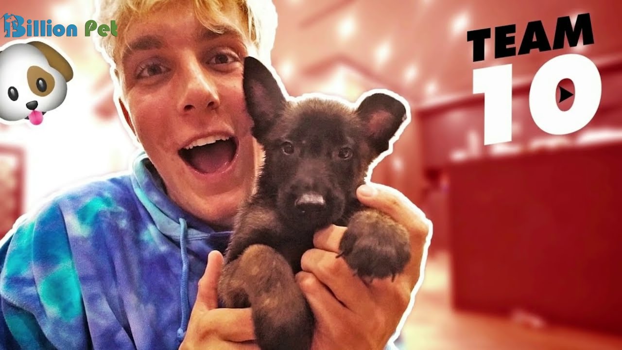 what breed is jake pauls dog apollo