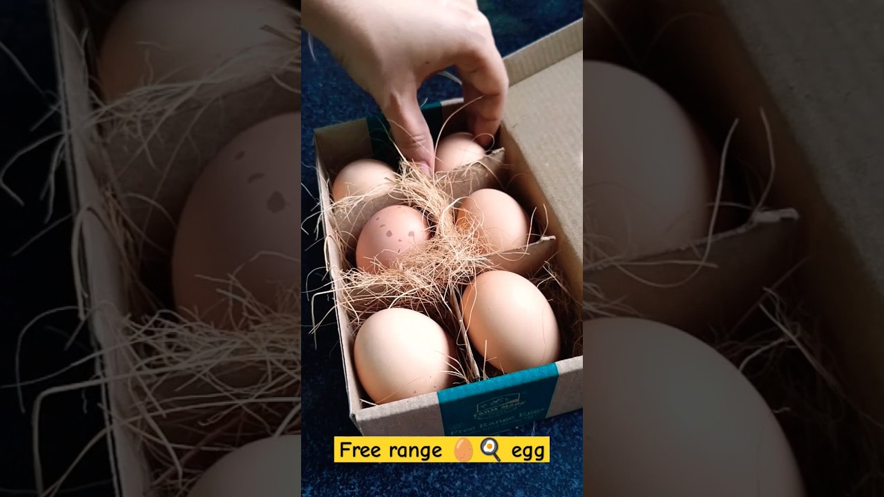 Free range egg/ best egg 