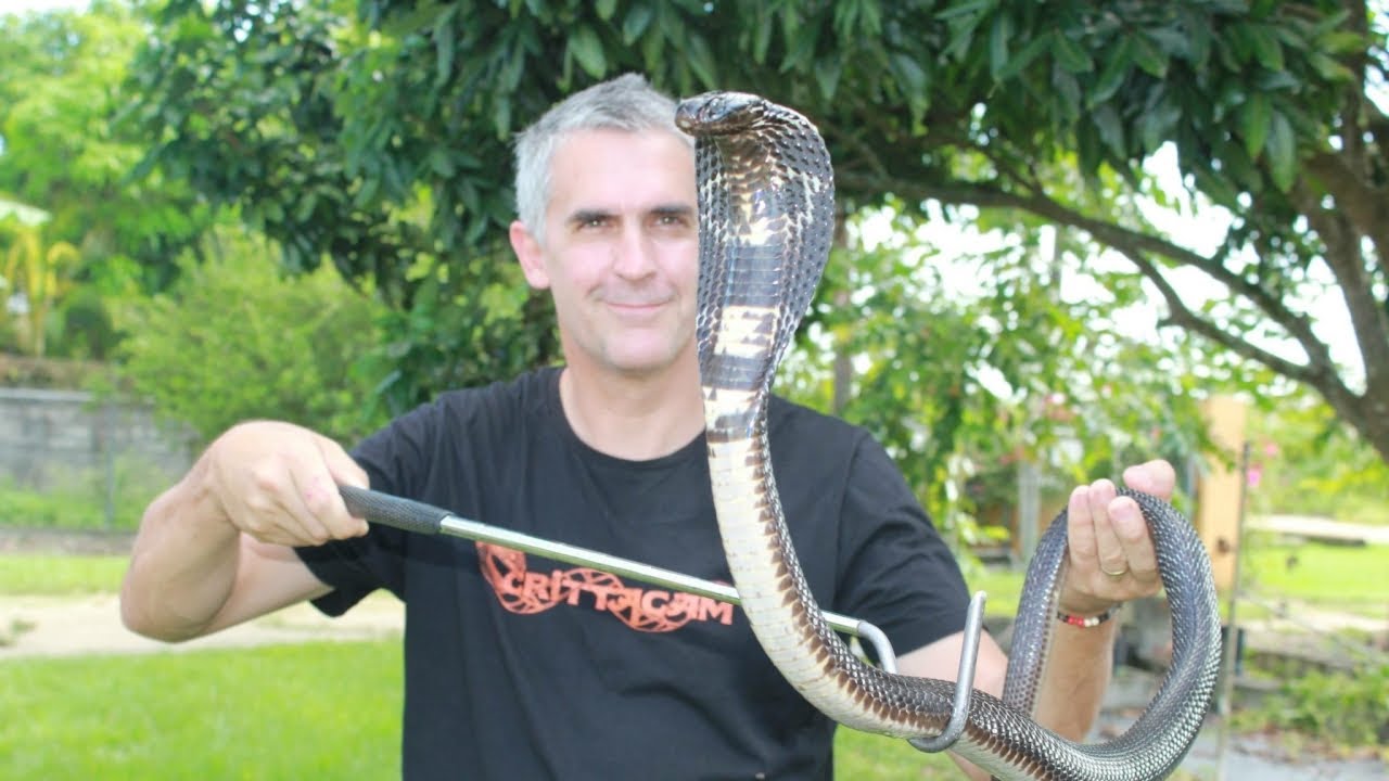 venomous snakes in north america VENOMOUS SNAKES with Tom Crutchfield - CrittaCam