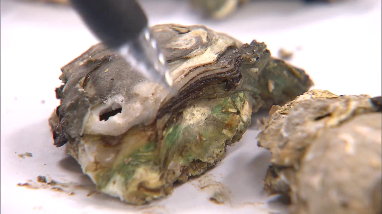East Coast Oysters - YouTube