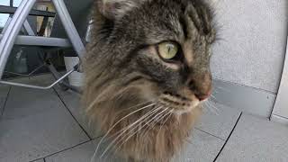 Big Toe Beans and a Busy Afternoon on the Balcony | Norwegian Forest Cats