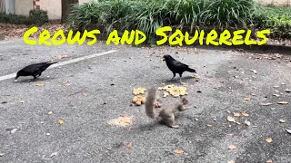 Crows and Squirrels
