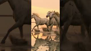 ENYA - book of days #enya