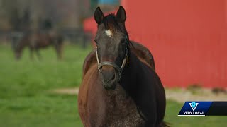 The final foal of Maggie Slew