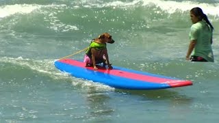 Talented pooches ride the waves in San Diego