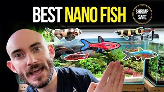 Top 5 Nano Fish For Aquascaping Beginner Friendly & Shrimp Safe