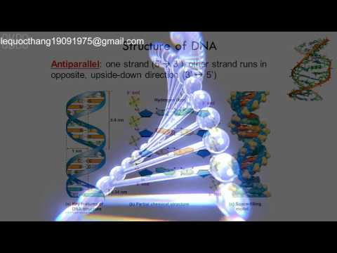 Video ADN (Axit đeoxiribonucleic) - Key to Life - youtube