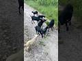 Assam Goat Farm | Assam Hill Goat পালন | অসমৰ ছাগলী পালন Open Grazing 🐐🌿 2026