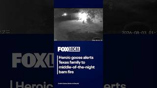Goose alerts family to barn fire