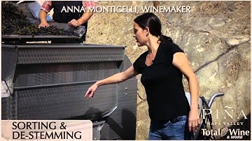 Piña Napa Valley - Sorting and De-Stemming