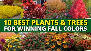 Top 10 Plants and Trees for Winning Fall Color 🍁 Autumn Garden 🧡Garden Guides 👍