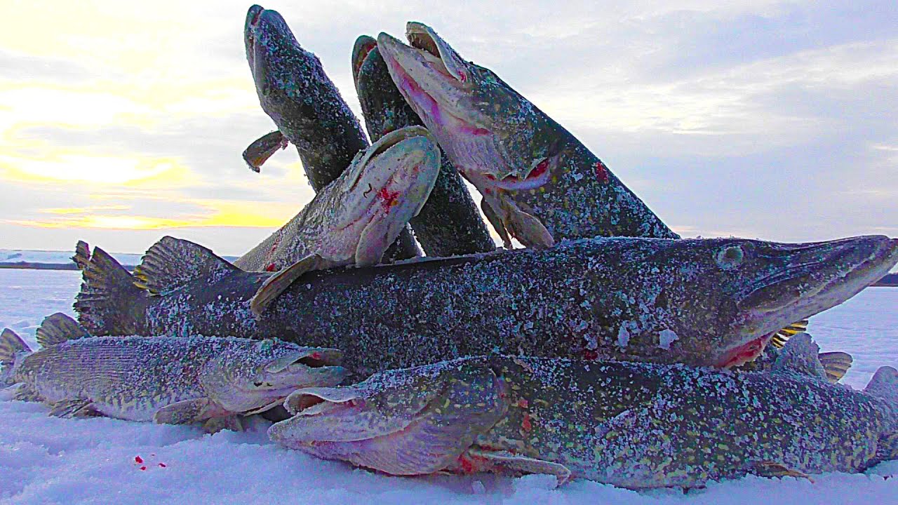 Зимняя рыбалка красивые фото щука. Сахалин русло забитое рыбой. Не грози щуке морем. Щука в море