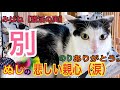 みぱねサブチャン（別）［猫活の実］巣立ち・嬉しくさみしい別れ・のり幸せに！ありがとう。