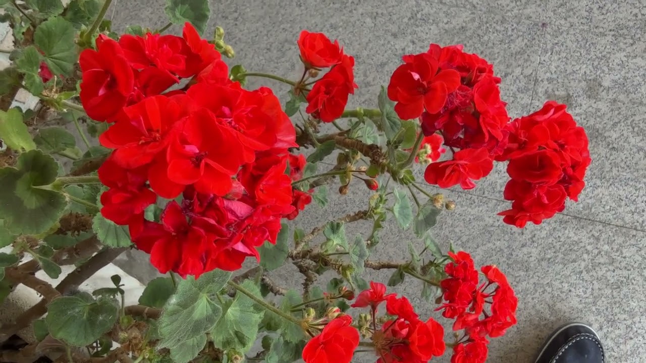 586 - PIANTA CON FIORI ROSSI DELLA NATURA - BELLISSIMA STUPENDA SUPER MERAVIGLIOSA - MAGGIO 2025