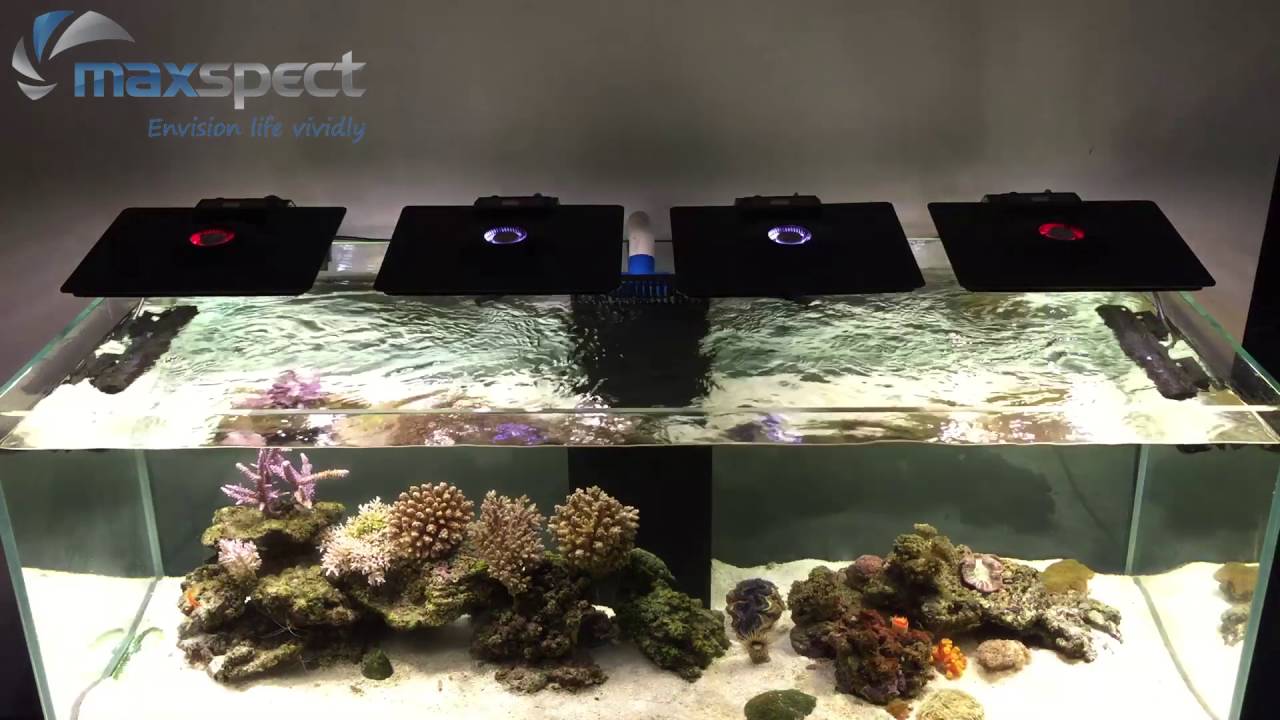 maxspect ethereal synchronized to