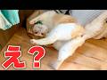 興奮しすぎてぶっ倒れる猫