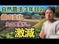 【農業】虫の食害が激減！！自然農法3年目の畑の変化についてお話しします
