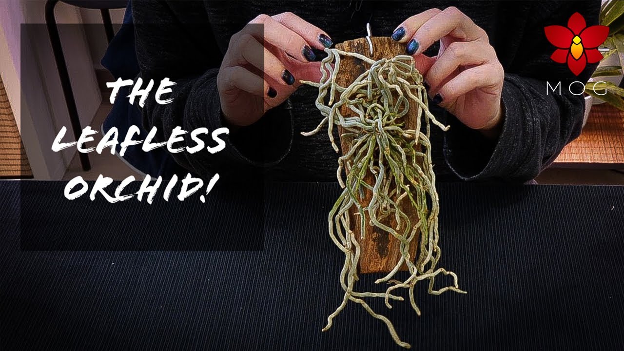 The leafless Orchid Chiloschista #1 - Unmounting from the most horrible mount ever 😱