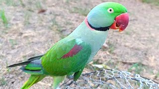 Parrot Mithu Pahari Tota Live