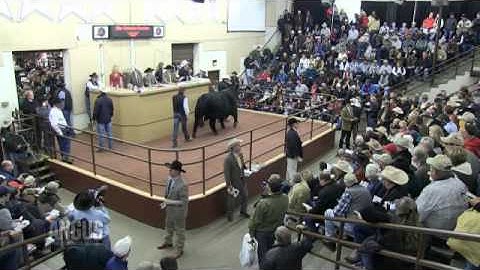 The Angus Report, Jan. 30, 2012: Top Industry News