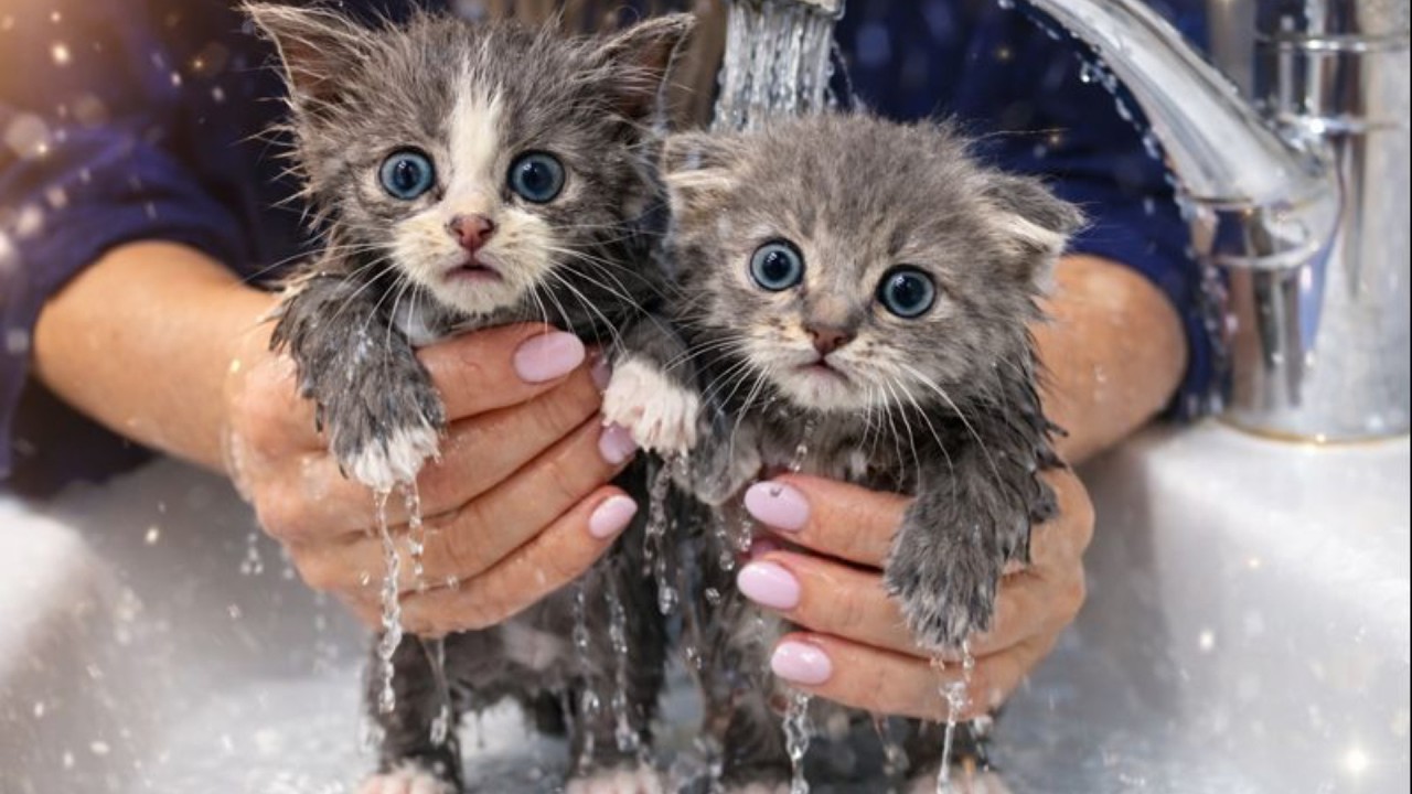 Первое купание приёмных котят… и они были НЕ готовы 😳🛁