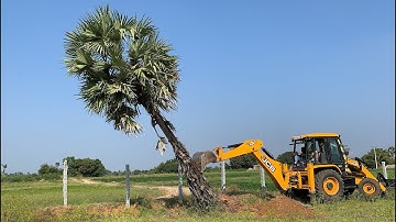 JCB 3DX VS BIG PALM TREE - Powerful JCB Pushing Down A Big Tree
